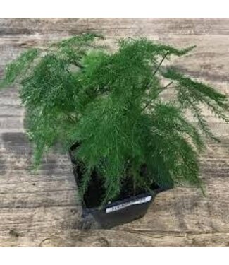 The Plant Shoppe Fern Plumosa 3.5"