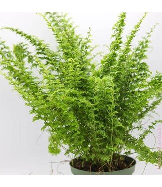 The Plant Shoppe Fern Green Fantasy 6"