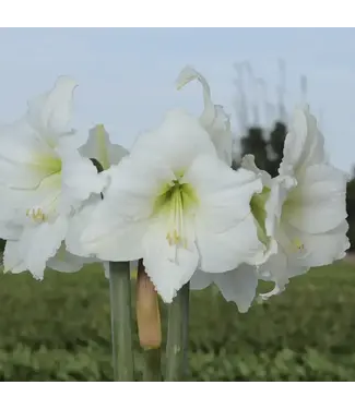 Amaryllis White Bare Bulbs 30-32cm