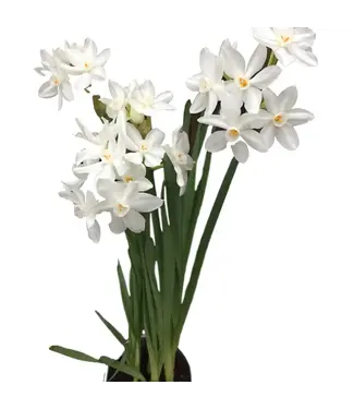 Paperwhite Bulb 14-16'+ (Ziva)