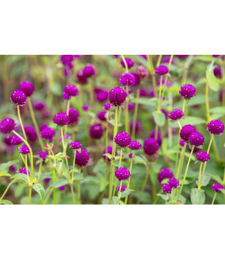 Gomphrena 6.5"