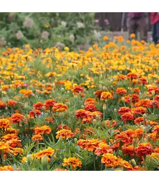 Marigold, Asst 6.5"