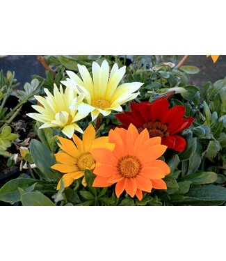 Gazania 6.5"