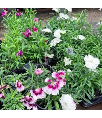 Dianthus Asst 3.5"