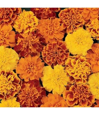 Marigold Bonanza Asst 3.5"