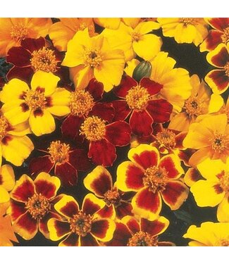 Marigold Disco 3.5" Asst