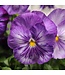 Pansy, Lavender Shades Matrix 3.5"
