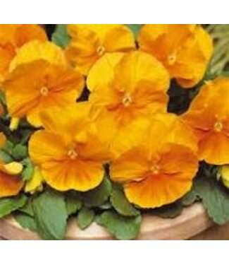 Pansy, Orange Matrix 3.5"