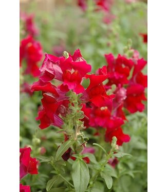Snapdragon Snapshot Red (mounding)  3.5"