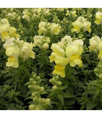 Snapdragon Snapshot Yellow (mounding) 3.5"
