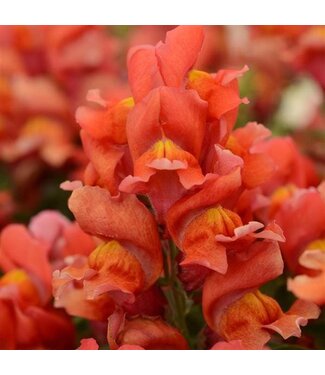Snapdragon Snapshot Orange (mounding) 3.5"