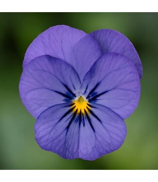 Viola, Blue Penny Pro  3.5"