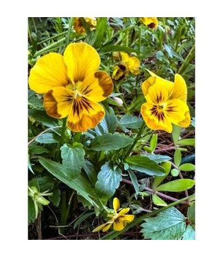 Viola, Honeybee Sorbet  3.5"