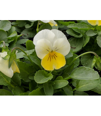 Viola, Primrose Bicolor Penny 3.5"
