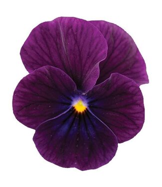 Viola, Purple Sorbet XP  3.5"