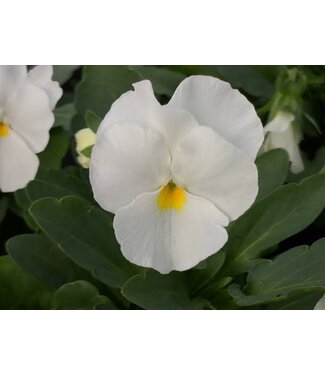Viola, White Penny  3.5"
