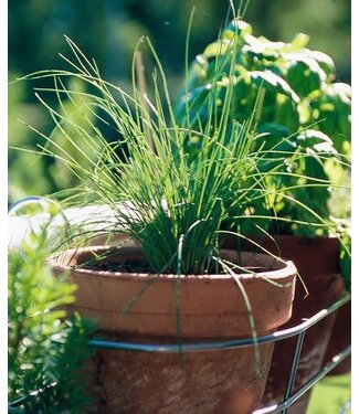 Chives, Fine Leaf   3.5"