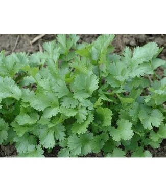 Cilantro, Santo 3.5"