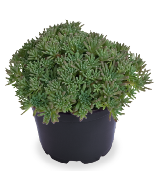 Sedum, Lizard  4"