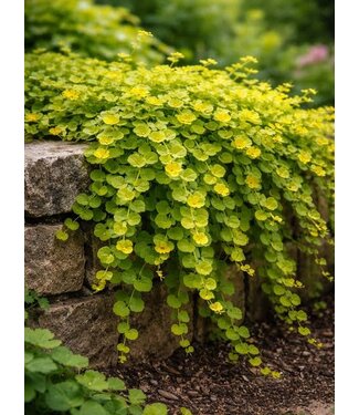 Creeping Jenny, Lysimachia  4"