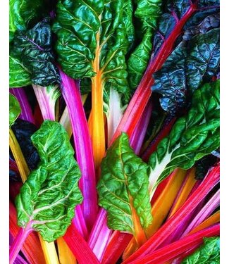 Swiss Chard, Bright Lights 4"