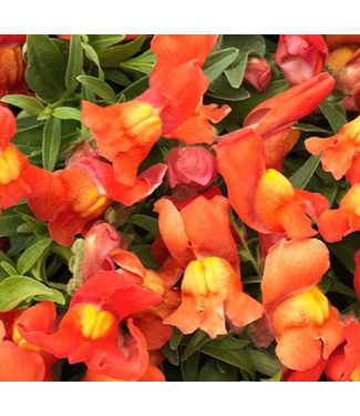 Snapdragon Candy Showers, Orange (trailing) 4.25"