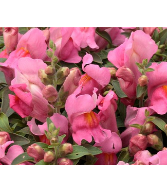 Snapdragon Candy Showers, Pink (trailing) 4.25"