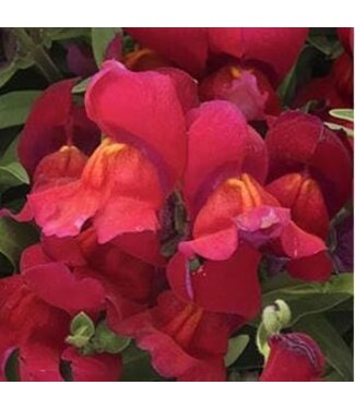 Snapdragon Candy Showers, Red(trailing) 4.25"