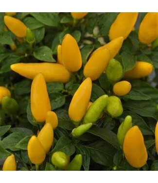 Ornamental Pepper Acapulco XP Yellow 4 1/4"