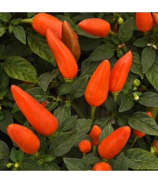 Ornamental Pepper Acapulco XP Orange  4 1/4"