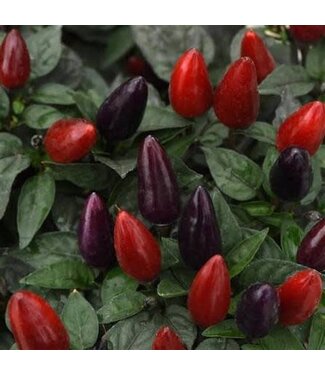 Ornamental Pepper Acapulco XP Red 4 1/4"