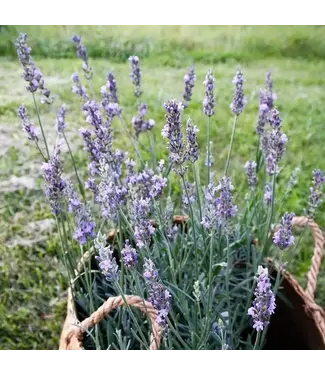 Lavender, Sensational! 4.25"