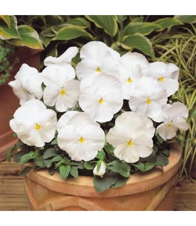 Pansy, Matrix White  5.5"