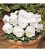 Pansy, Matrix White  5.5"