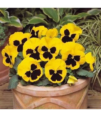 Pansy, Matrix Yellow Blotch 5.5"