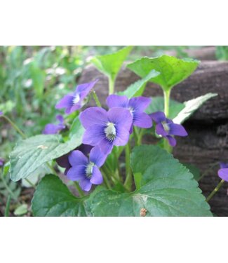 Viola, Blue 5.5"