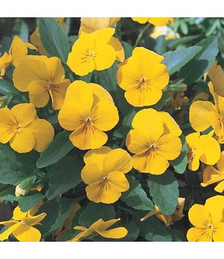 Viola, Yellow 5.5"