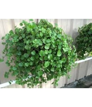 Plectranthus verticillatus, Swedish Ivy, Green 10" HB