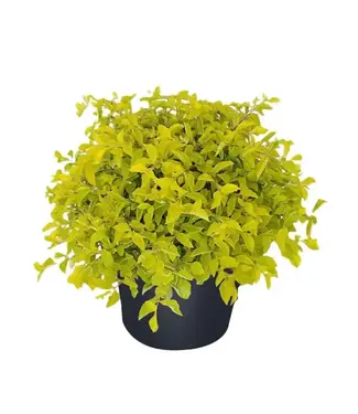 Duranta repens, Gold Mound 4.25"