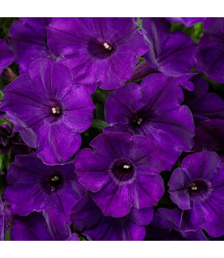 Proven Winner Petunia Supertunia Royal Velvet1G PW