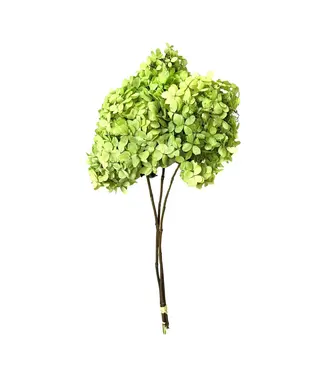 Preserved Limelight Hydrangea Stem , Basil (bunch of 3)