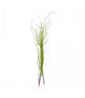 Moss-coated Birch Branch 3-4' Bundle of 3