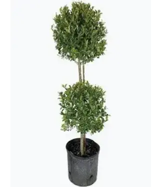 Topiary Eugenia Myrtifolia 2 Ball 14"