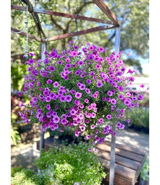 Proven Winner HB Premium Mixed Hanging Basket 10" PW