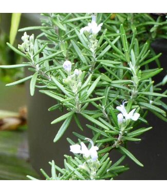 Rosemary Trailing  4"