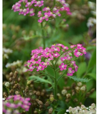 Achillea, Milly Rock Rose 4.25"