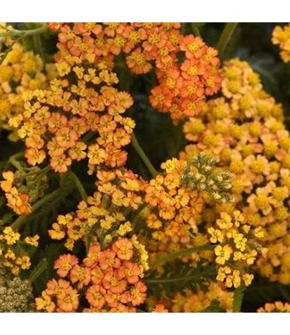 Achillea, Milly Rock Yellow Terra Cotta 4.25"