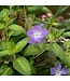 Vinca major, Maculata; Vinca Vine 4.25"