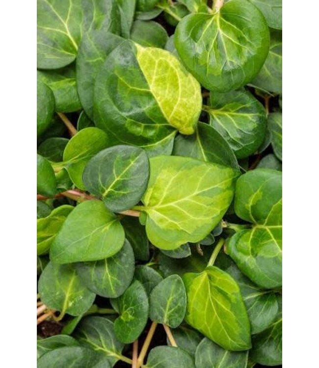 Vinca major, Maculata; Vinca Vine 4.25"