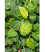 Vinca major, Maculata; Vinca Vine 4.25"